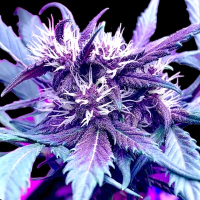 B-S-B Genetics Strawberry Milkshake Auto semienka neobsahujú THC 5 ks