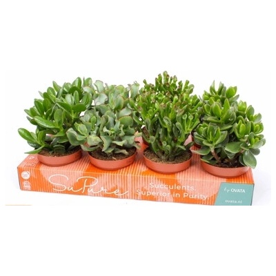Crassula mix 12x15 cm