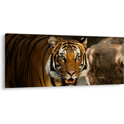 Obraz tigra, jednodielne 120x50 cm