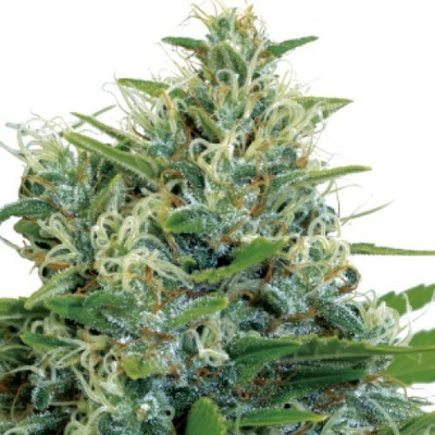 Serious Seeds Kali Bubba regular semienka neobsahujú THC 11 ks