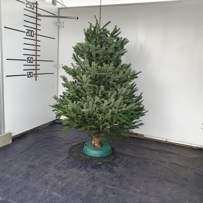 Živý vianočný stromček normandská jedľa 1.triedy zelený 225-250cm