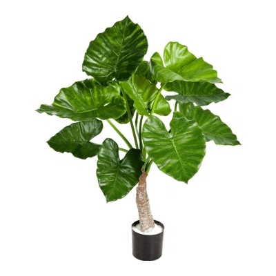 Alocasia calidora Tuft 80 cm