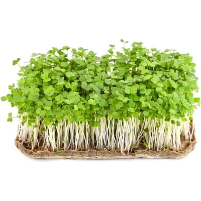Microgreens Rukola na microgreens, 500 g