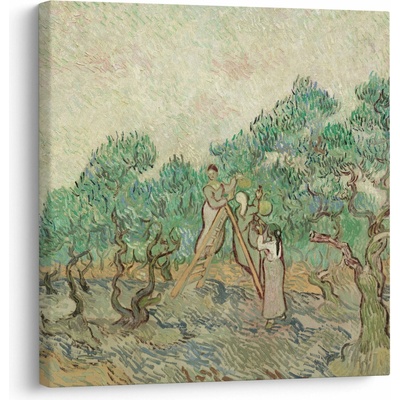 Obraz - Vincent van Gogh, The Olive Orchard, reprodukcia, jednodielne 40x40 cm