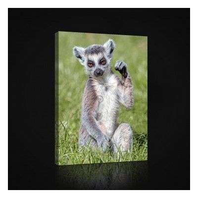 Obraz na plátne obdĺžník - OB0961 - Lemur 100cm x 75cm - O1
