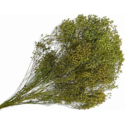 Sušené kvety Broom Bloom kytica 100g - zelené