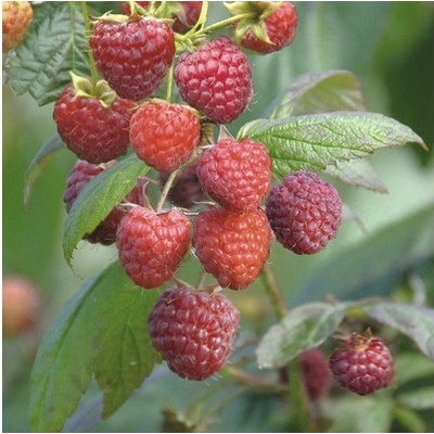Malina jesenná BIO 'Aroma Queen' FloraSelf Bio kvetináč 2 l, veľmi úrodná