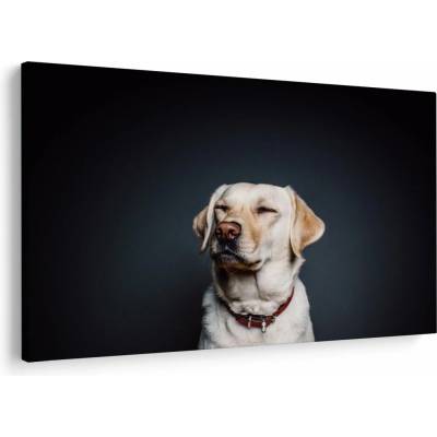 Obraz labradora, jednodielne 150x100 cm