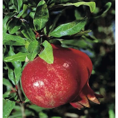 Granátové jablko, granátovník BIO FloraSelf Bio Punica granatum 'Molar' výška 40-60 cm kvetináč 3 l