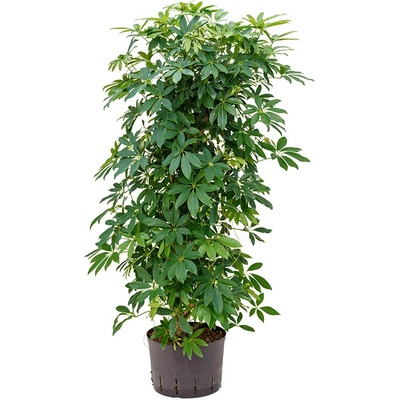 Schefflera arboricola compacta branched column 25/19 výška 130 cm