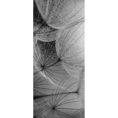 Preinterier Fototapeta - DV0139 - čiernobiela púpava Samolep. fólia - 91cm x 211cm