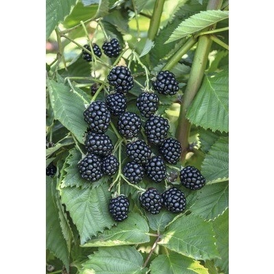 Černica BIO beztŕňová Hof:Obst Rubus fruticosus 'Navaho® Big Easy' 30-40 cm kvetináč 3,4 l veľmi aromatická