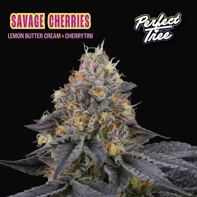 Perfect Tree Savage Cherries semienka neobsahujú THC 6 ks