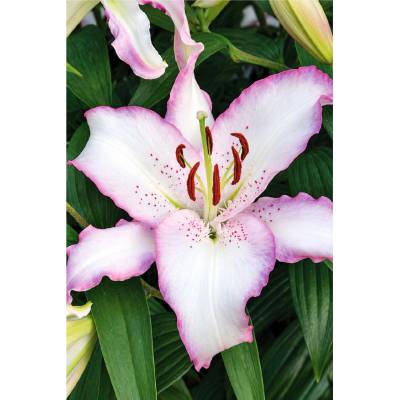 Lilie BRASILIA - lilium – Hledejceny.cz