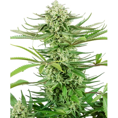 Sensi Seeds Cashew Kush Research semienka neobsahujú THC 5 ks
