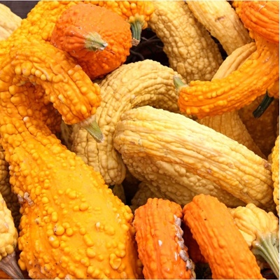 Tekvica okrasná Yellow Crookneck Cucurbita pepo semená tekvice 5 ks