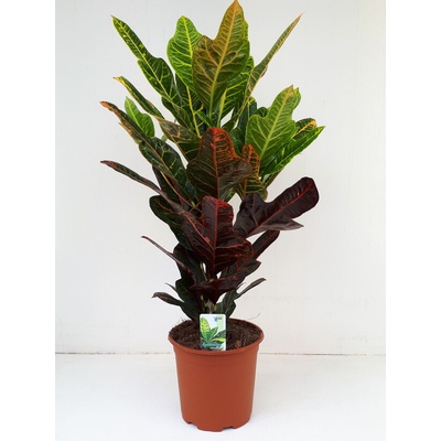 Croton Codiaeum variegatum excellent 17x55 cm