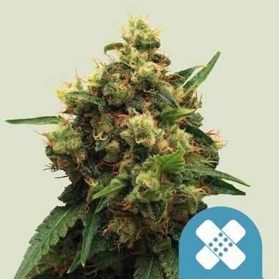 Royal Queen Seeds Painkiller XL CBD semienka neobsahujú THC 100 ks
