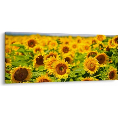 Obraz - Slunečnice, jednodílný 120x50 cm