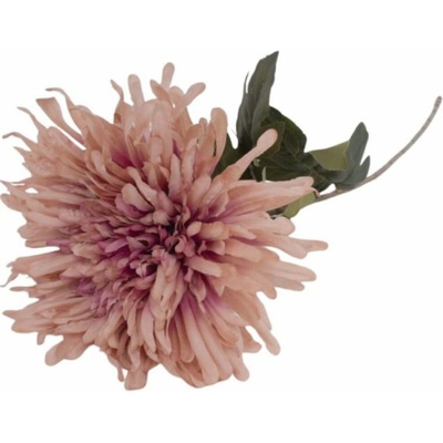 KS CHRYZANTÉMA KRÉM 75CM