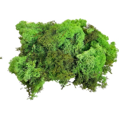 Islandský lišajník, sobí mach 1kg - svetlozelený