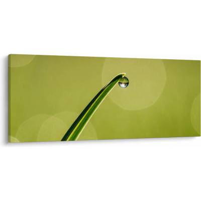 Obraz kvapky vody na tráve, jednodielne 120x50 cm