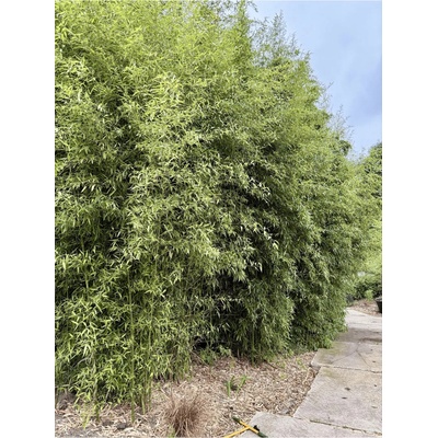 Phyllostachys Atrovaginata "Zeleňák" M: 1 3 stébla 120-180 cm