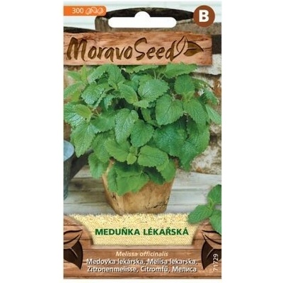 Medovka lekárska MoravoSeed