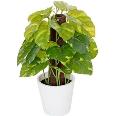 Aquaseed POTHOS v plastovom kvetináči 24cm