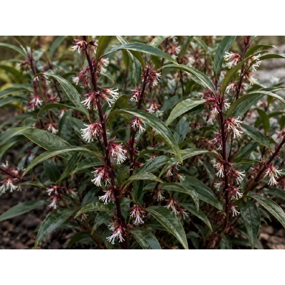 Sarkokoka Hookerova 'Purple Stem'