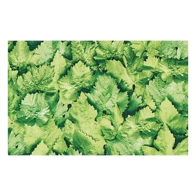 Gekkofix 10767 Samolepiaca fólia Listy 90cm x 15m