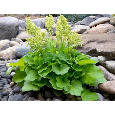 Heuchera Blondie in Lime, kont. 0,5 l