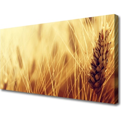 Obraz Canvas Pšenica rastlina príroda 100x50 cm