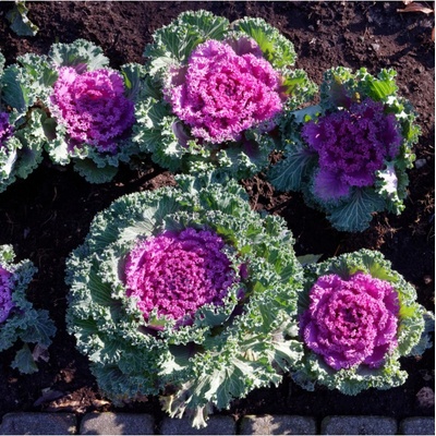 Okrasná Kapusta Nagoya F1 Brassica Oleracea Predaj Semien 20 Ks