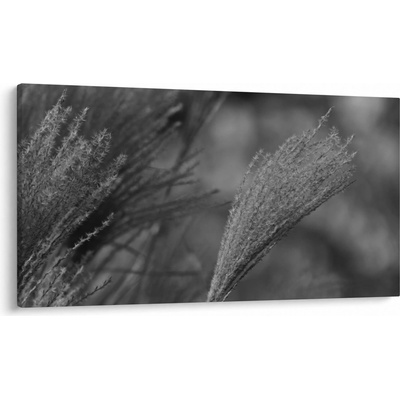 Obraz - Sušená pampová tráva, jednodielne 120x70 cm