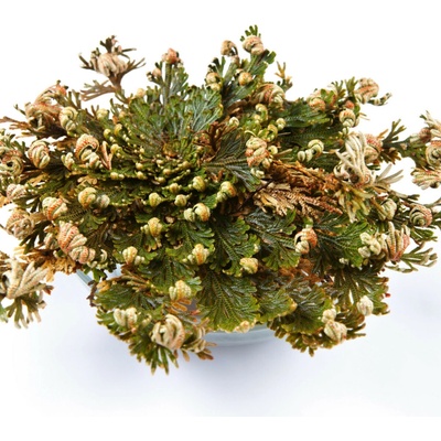 Ruža z Jericha Selaginella lepidophylla cibuľoviny 1 ks