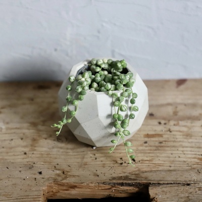 Senecio starček Rowleyanus baby