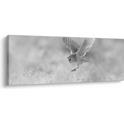 Obraz - Sova v poli, jednodílný 100x40 cm