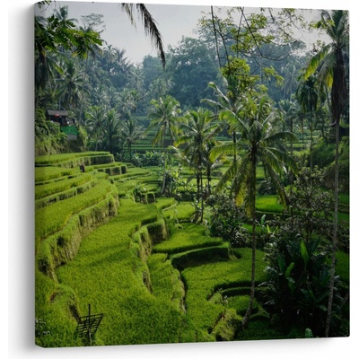 Obraz rýžových teras Tegalalang, Bali, jednodílný 70x70 cm