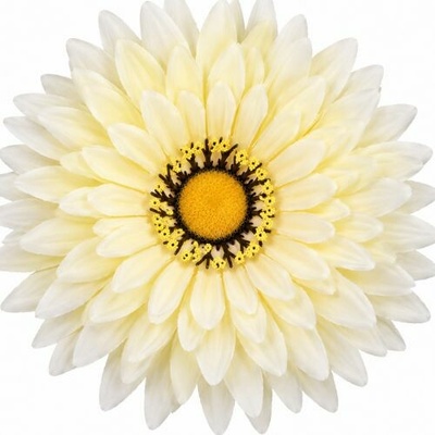 Umelá gerbera bledožltá 15 cm