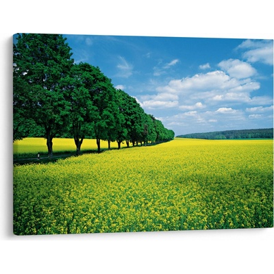 Obraz pole s alejí, jednodílný 70x50 cm
