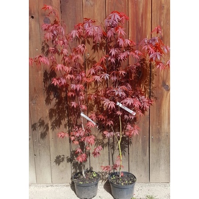 Javor dlaňolistý (Acer palmatum ´Atropurpureum´) veľkosť 80-110cm