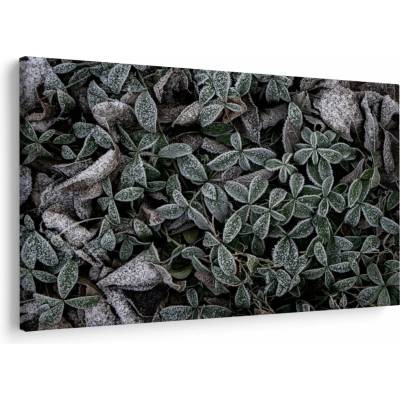 Obraz - Zamrznuté rastliny, jednodielne 150x100 cm