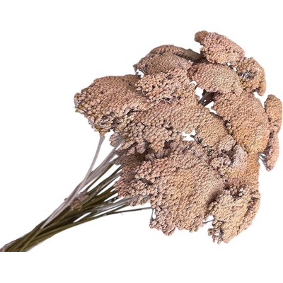 Sušené kvety Rebríček - Achillea 200g - zabielené marhuľové