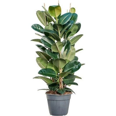 Fikus - Ficus elastica "Robusta" 30x120 cm