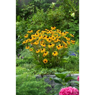 Echinacea žiarivá 'Goldsturm' v kvetináči