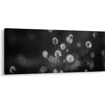 Obraz - Cottongrass na lúke, jednodielne 120x50 cm