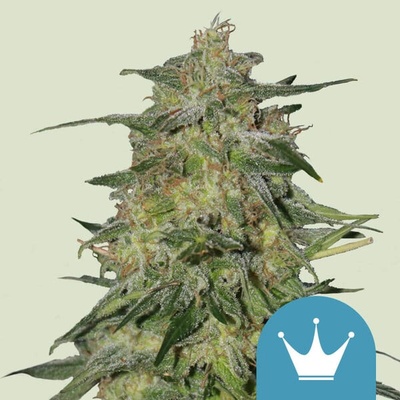 Royal Queen Seeds Royal Highness CBD semienka neobsahujú THC 100 ks