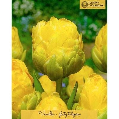 VANILLA - ŽLUTÝ TULIPÁN Množství cibulek v jednom balení: 5 ks