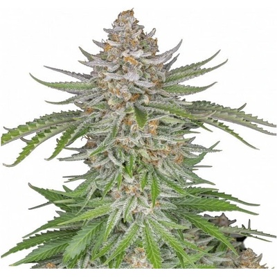 Fast Buds Strawberry Pie Auto semienka neobsahujú THC 10 ks